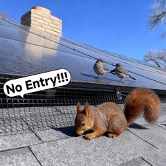 8in x 100ft Solar Panel Bird Guard – Black Galvanized PVC Coated Wire Mesh Ne…